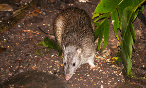 Can a rat bite transmit rabies?