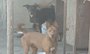 Dog's barks help crack case of 170 stolen gold jewelry items