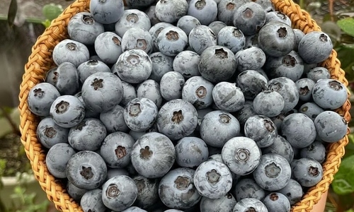 How blueberries benefit the brain