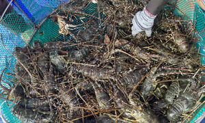 Lobster exports at risk of slowing due to historic floods