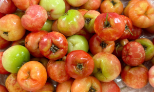 5 benefits of regularly eating acerola cherries