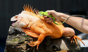 Man's hand torn by pet iguana bite
