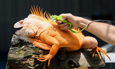 Man's hand torn by pet iguana bite