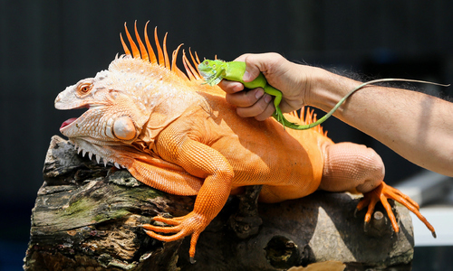 Man's hand torn by pet iguana bite