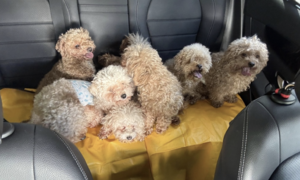 Fined for keeping 79 dogs