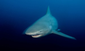 Tourist killed in shark attack