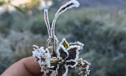 Frost appears in Nghe An highlands