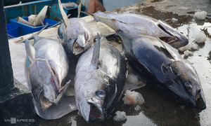 Seafood exports could hit 11 billion USD
