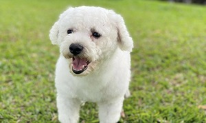 Bitten by pets while sleeping