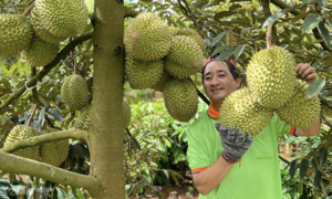 Durian prices surge