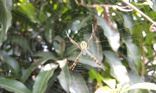 Is a tetanus shot needed after a spider bite?