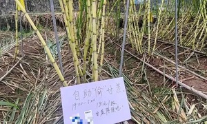 Paying to 'steal' sugarcane in China