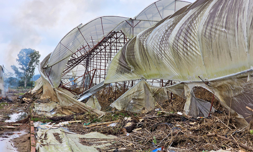 Lam Dong's vegetable hub devastated after flood