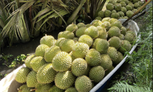 Durian export turnover sets new record