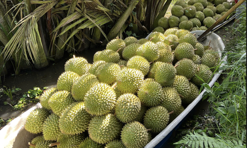 Durian export turnover sets new record