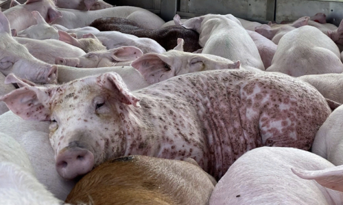 Over 1.2 million pigs culled in 11 months