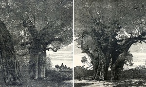 Painting of ancient tree at Ngo Quyen temple wins top prize