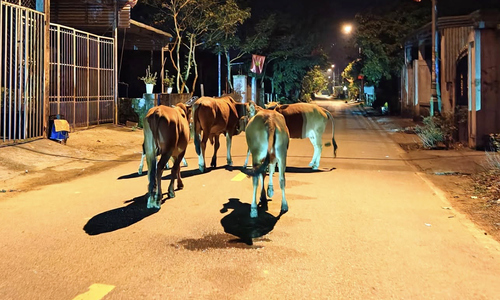 Commune impounds 36 free-roaming buffalo and cattle to fine owners