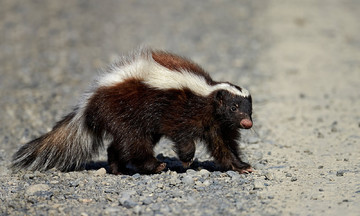 Man dies after receiving organs from rabies-infected donor