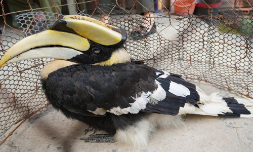 Rare great hornbill strays into resident's garden