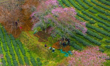 Tourists regret thousands of cherry apricot trees in Sa Pa relocated