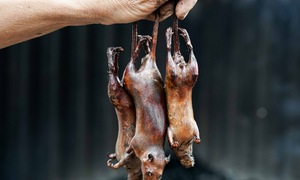 Canh Nau, a village near Hanoi, famous for selling rat meat