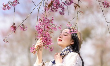 The final cherry blossom season on Sapa tea hill before relocation