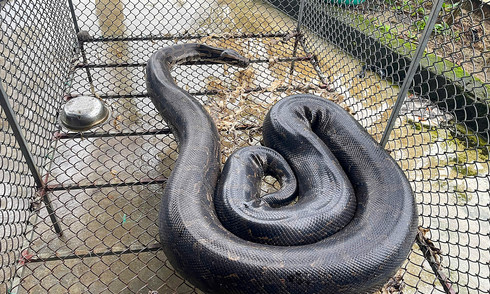 Indian pythons enter residents' gardens