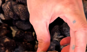 Why are truffles so expensive?