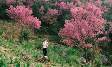 Best time to see to day flowers in Mu Cang Chai 2026