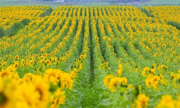 Nghe An sunflower field opens to visitors