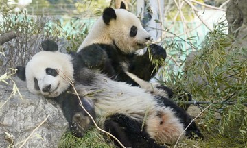 Japan returns its only panda pair to China