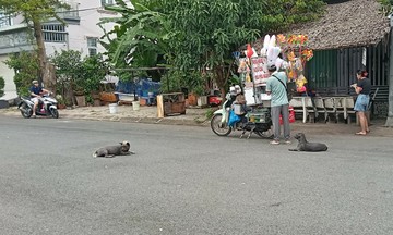 Conflicts with neighbors over pets