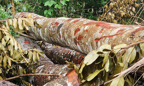 A series of old trees in a Can Tho park cut down