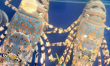 Spiny lobster scarcity drives prices upward