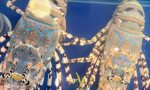 Spiny lobster scarcity drives prices upward