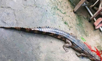 Crocodile escape and bite leads to over 300 million VND fine for owner