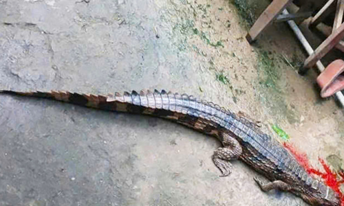 Crocodile escape and bite leads to over 300 million VND fine for owner
