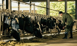 Nearly 70 years of developing the Moc Chau milk brand