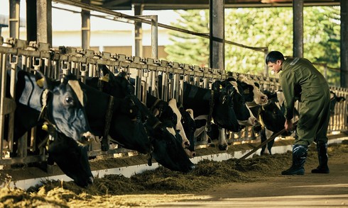 Nearly 70 years of developing the Moc Chau milk brand