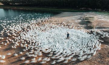 Peking duck flock draws photographers to Tay Ninh for 'photo hunting'