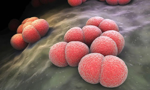 Five common bacteria residing in the nasopharynx that cause illness