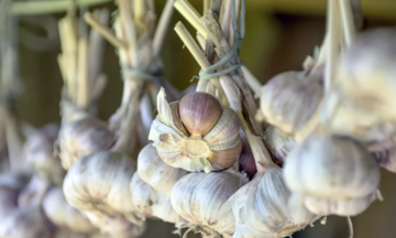 Common mistakes almost everyone makes when using garlic