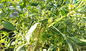 Can groundcherry reduce fever and treat cough?