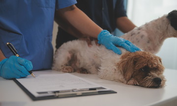 Can a sluggish, lethargic dog transmit rabies?