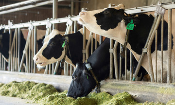 The 'test' that helped Vinamilk Green Farm A2 achieve US pure certification