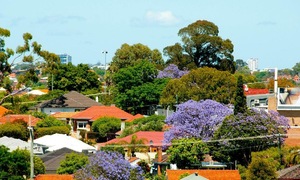 Homeowner faces court for felling protected tree in their yard