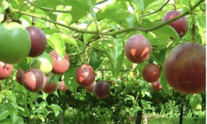 Vietnam's fruit and vegetable exports to EU reach all-time high