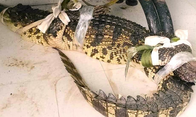 Crocodile nearly one meter long appears near residential homes