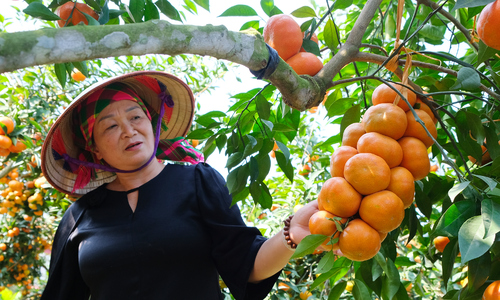 Retired colonel's orange garden, 'fruit as dense as grape clusters'
